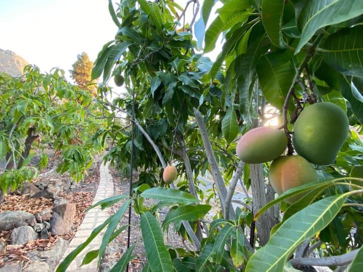 Casa Colonia Apartman Mogán Kültér fotó